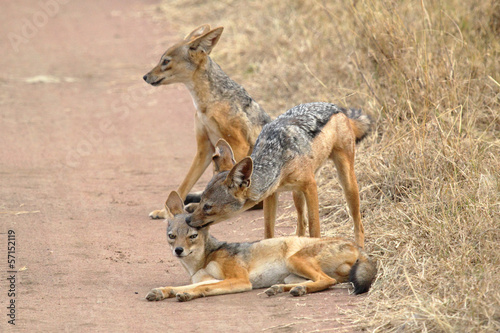 Family of black-backed jackals © mattiaath
