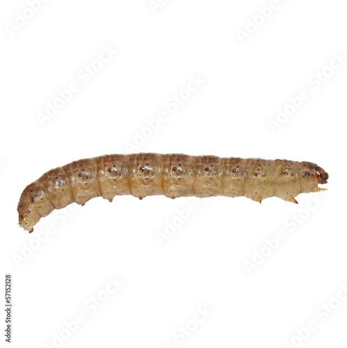 woodworm isolated on white background