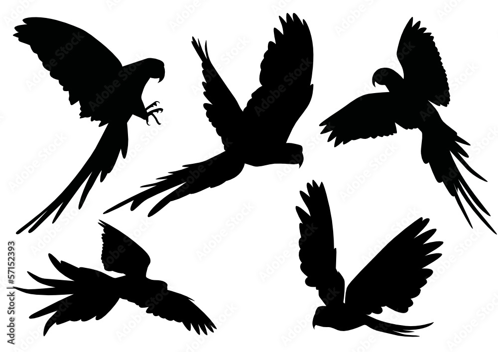 Obraz premium Papagei