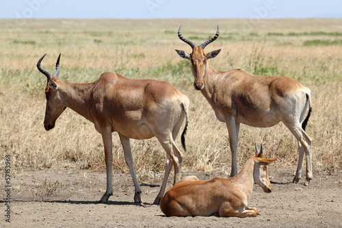 Family of hartebeests