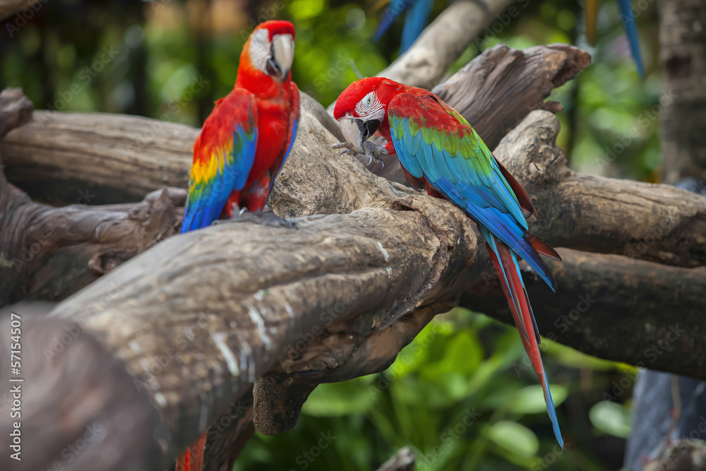 Obraz premium Parrots