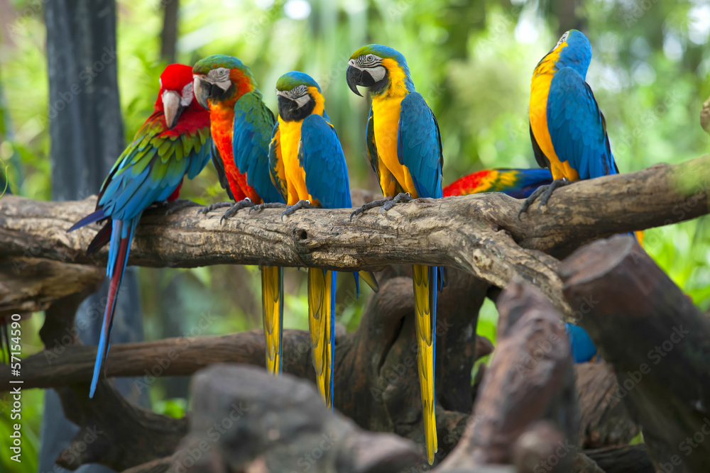 Fototapeta premium Parrots