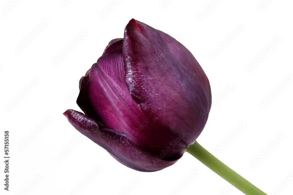 Fototapeta premium Tulips