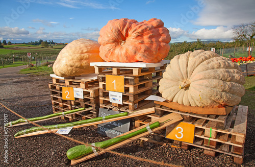 Slika na platnu Colorful pumpkins