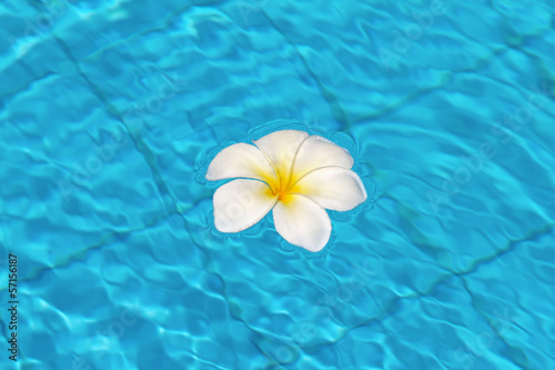 Frangipani flowers in the swimming pool © american911