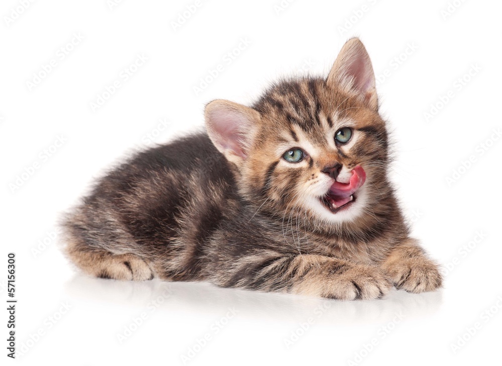 Obraz premium Słodki kotek