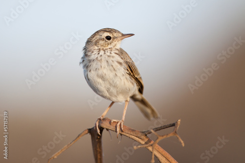 Kanarenpieper photo