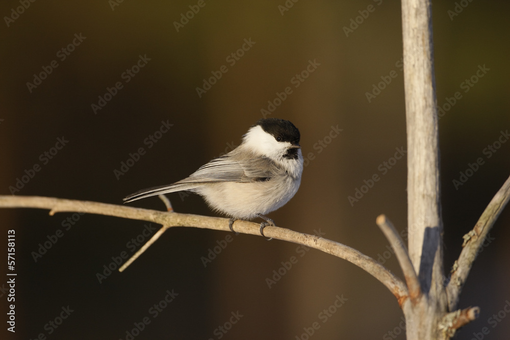 Obraz premium Willow tit, Parus montanus borealis