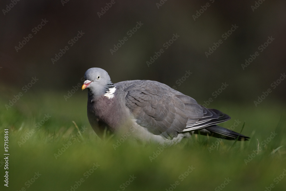 Wood pigeon, Columba palumbus Wood pigeon, Columba palumbus