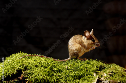 Wood mouse, Apodemus sylvaticus photo