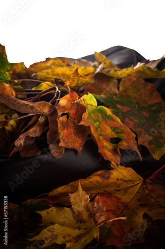 Quadro em tela autumn leaves