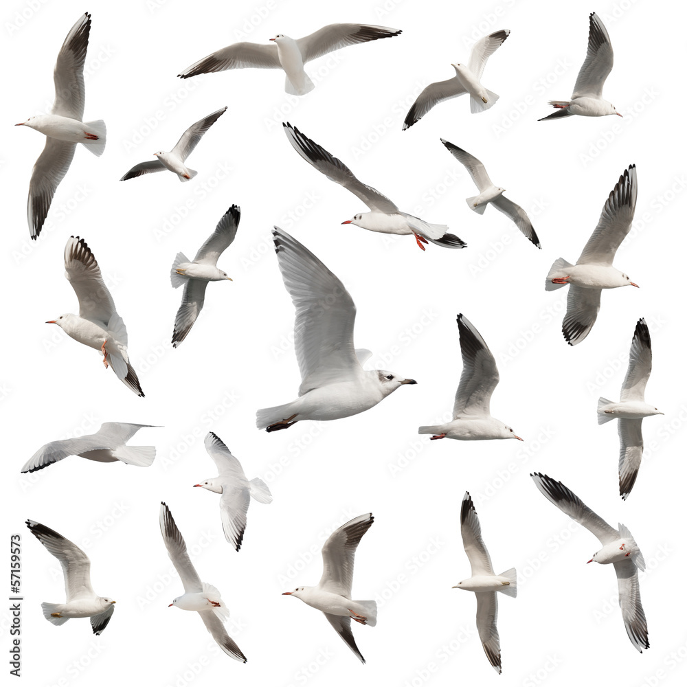 Naklejka premium kolekcja ptaków na białym tle