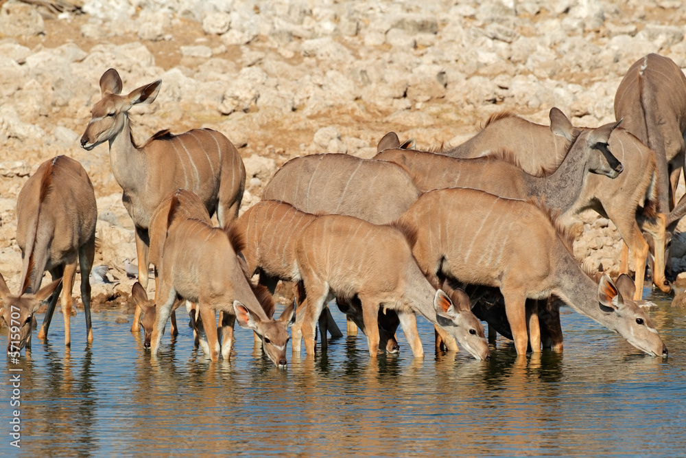 Kudu antelopes drinking, Etosha National Park