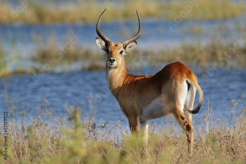 Red lechwe antelope, Chobe National Park photo