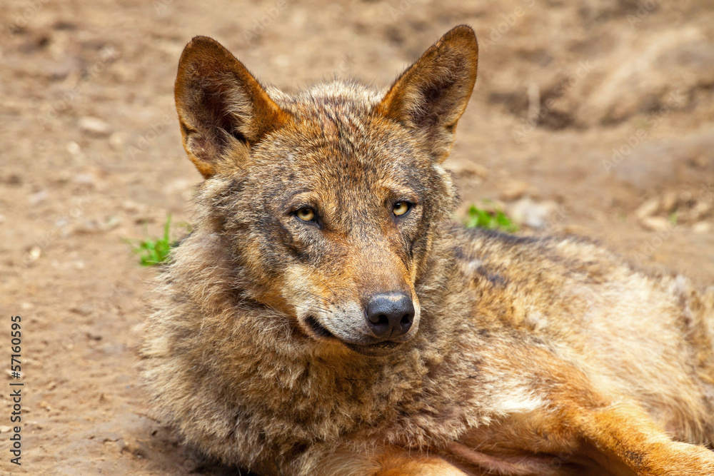 Iberian wolf in the zoo. Headshot. Iberian wolf in the zoo. Headshot.