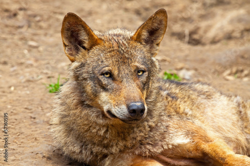 Iberian wolf in the zoo. Headshot. © ysbrandcosijn
