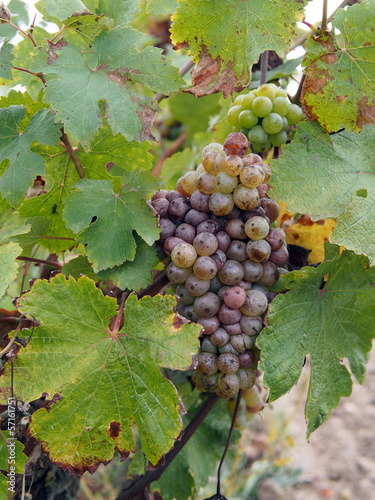 Botrytised Chenin grape, early stage, Savenniere, France photo