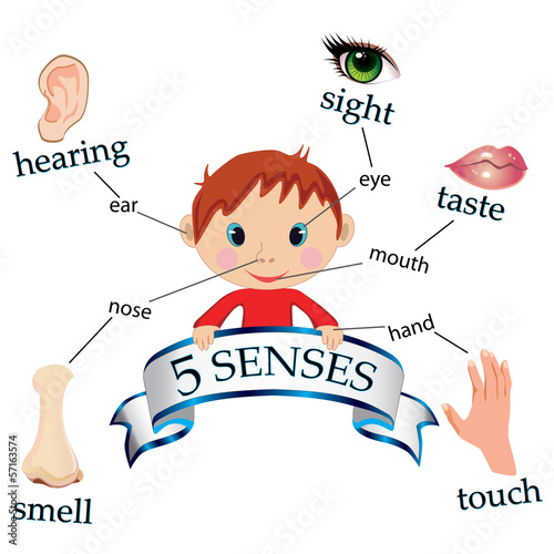 5 senses