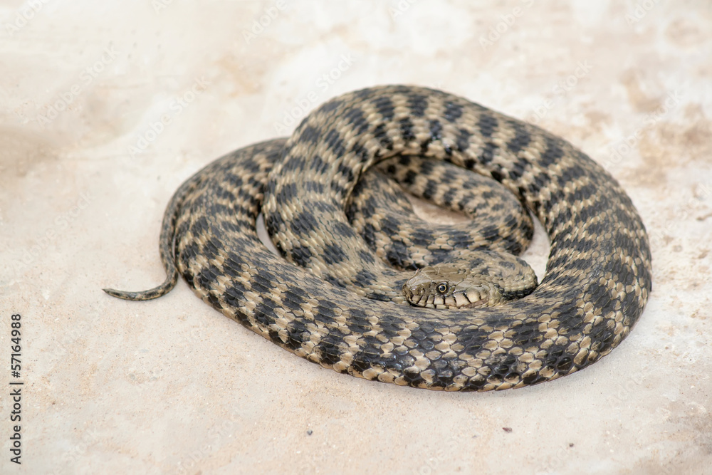 Obraz premium Water snake