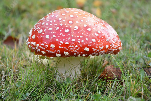 Fly agaric mushroom © kalichka