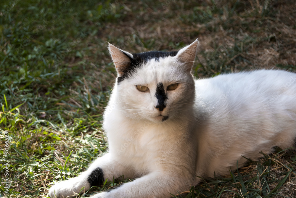Black and white cat on the grass Black and white cat on the grass