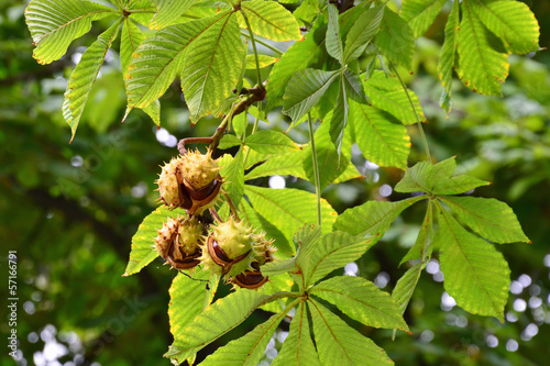 Horse-chestnuts on tree branch photo