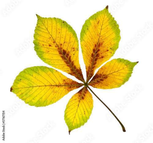 Autumnal Horse Chestnut Leaf