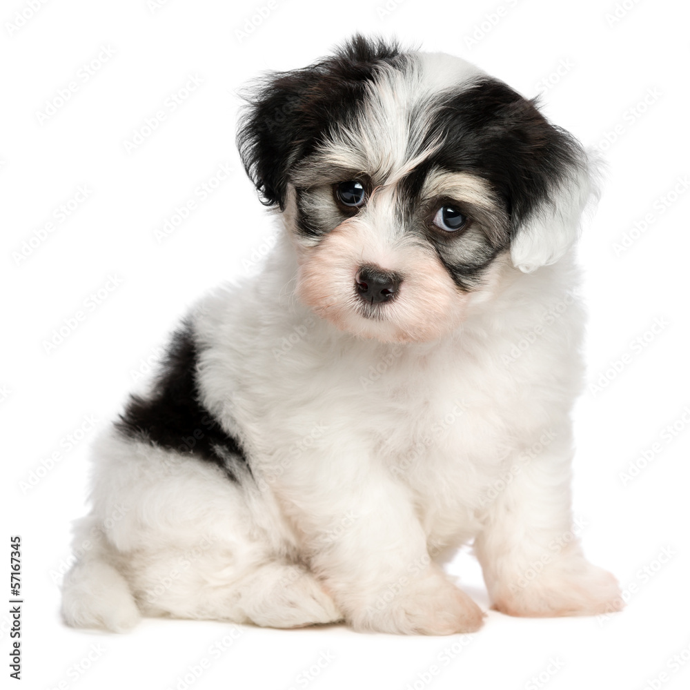 A beautiful sitting white spotted havanese puppy dog