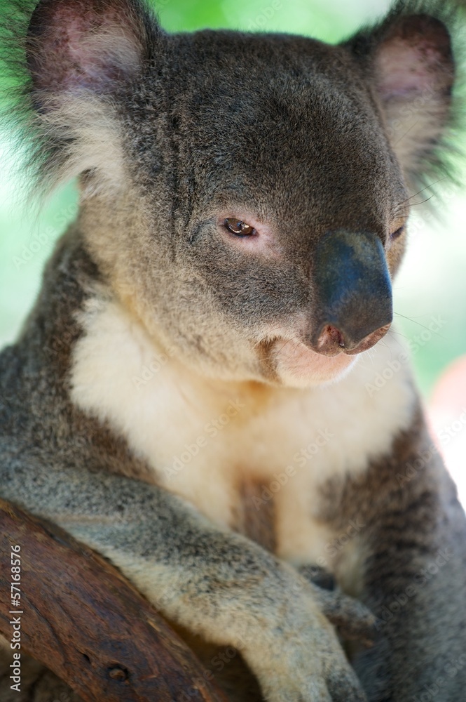 Fototapeta premium Koala