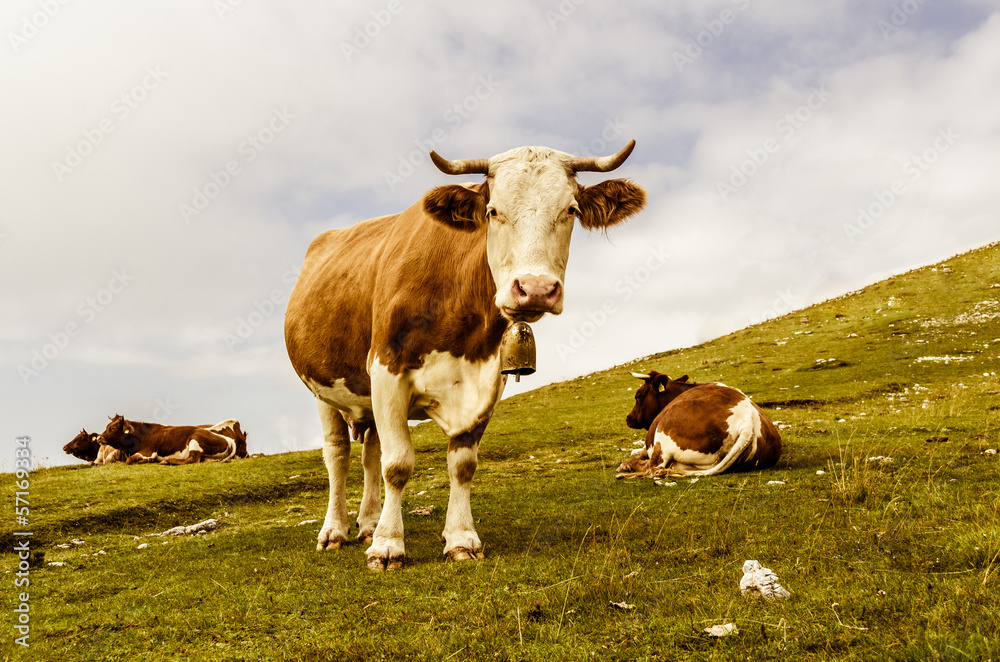 Funny cow looking at you