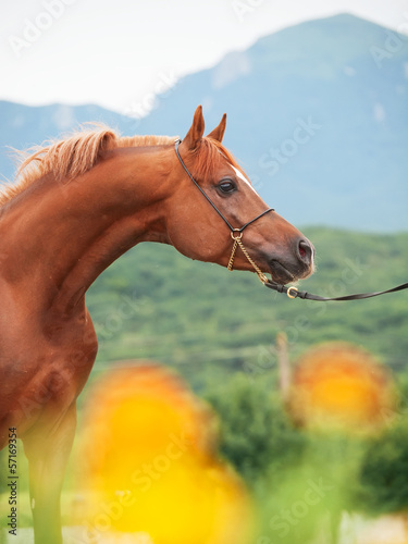 portrait of show sorrel arabian stallion