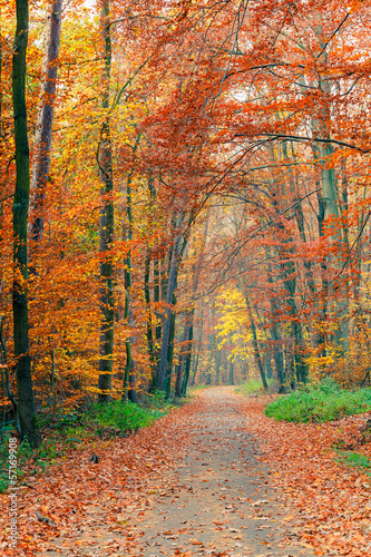 Colorful autumn park