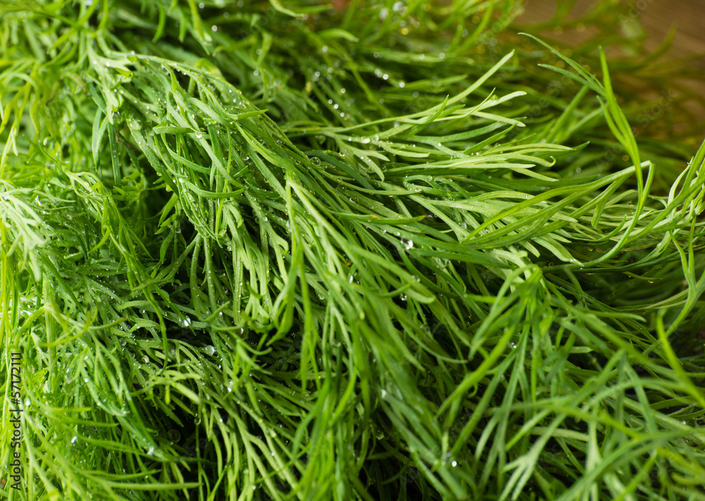 close-up of fresh dill leaves close-up of fresh dill leaves