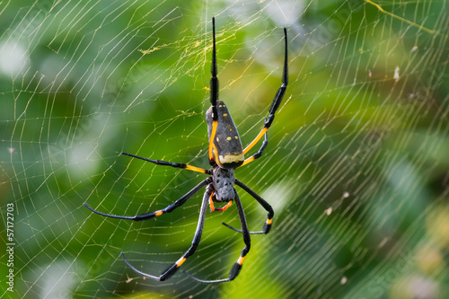 Golden Silk Orb Weaving Spider on Web