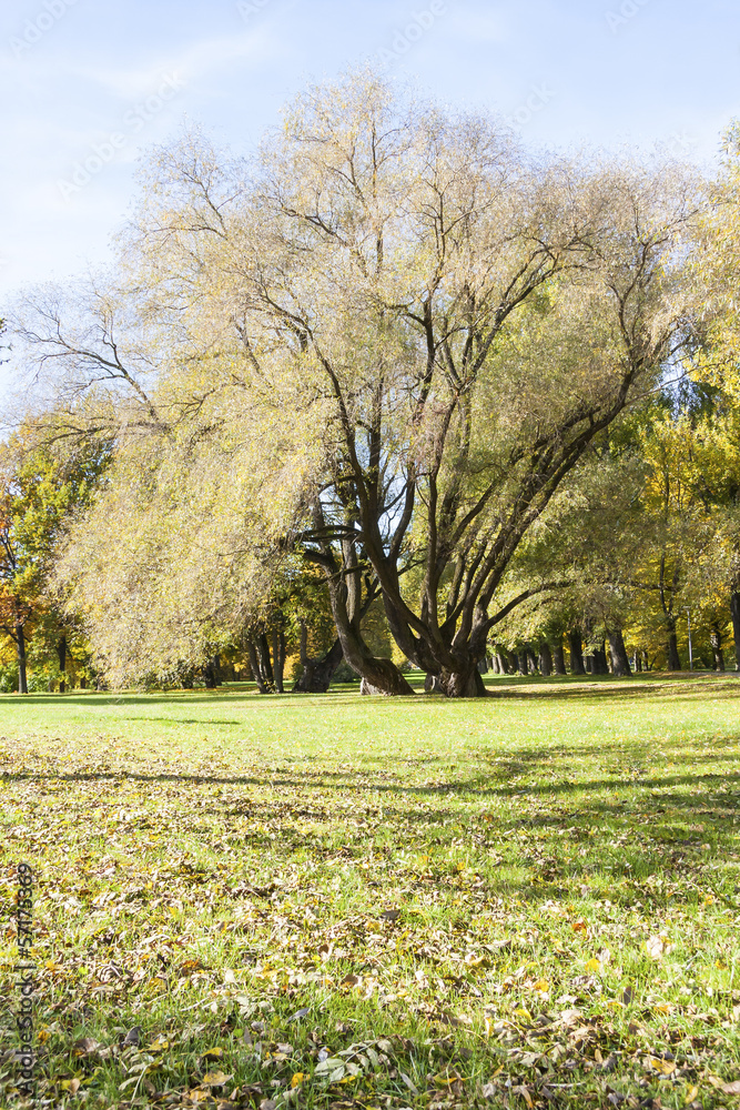 Tall and half bare tree grow on grass field in autumn Tall and half bare tree grow on grass field in autumn