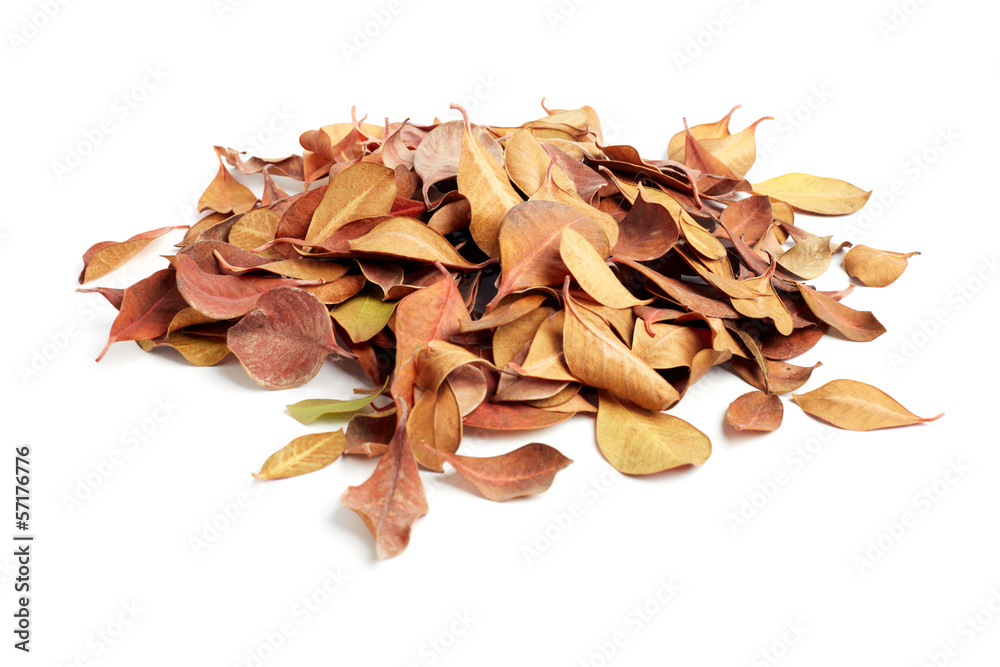 heap of dry leaves on white background heap of dry leaves on white background