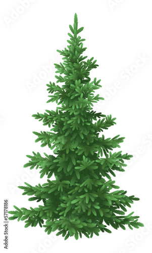 Christmas fir tree, isolated