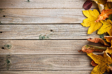 Autumn leaves