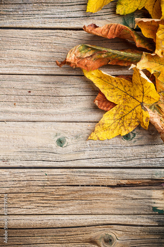 Quadro em tela Autumn leaves