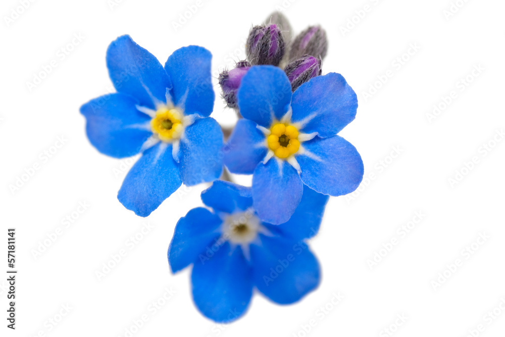 forget me not