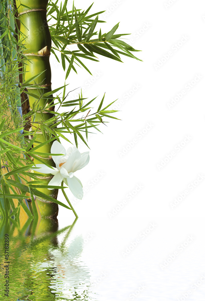 Naklejka premium décor aquatique : bambou et fleur blanche de lotus