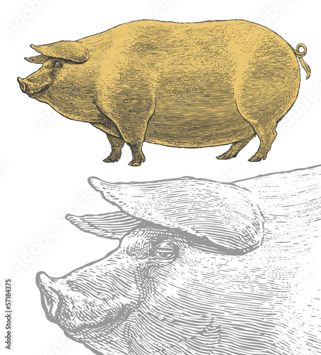 Pig in vintage engraved style