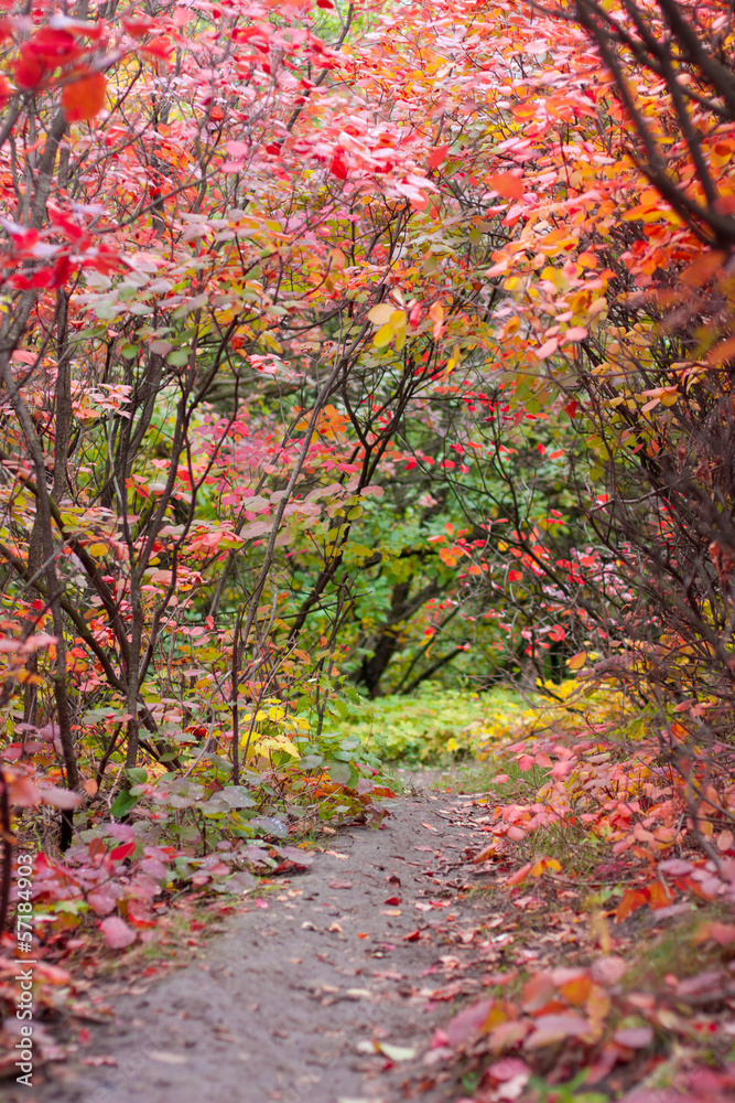 Autumn landscape with beautiful colored trees Autumn landscape with beautiful colored trees