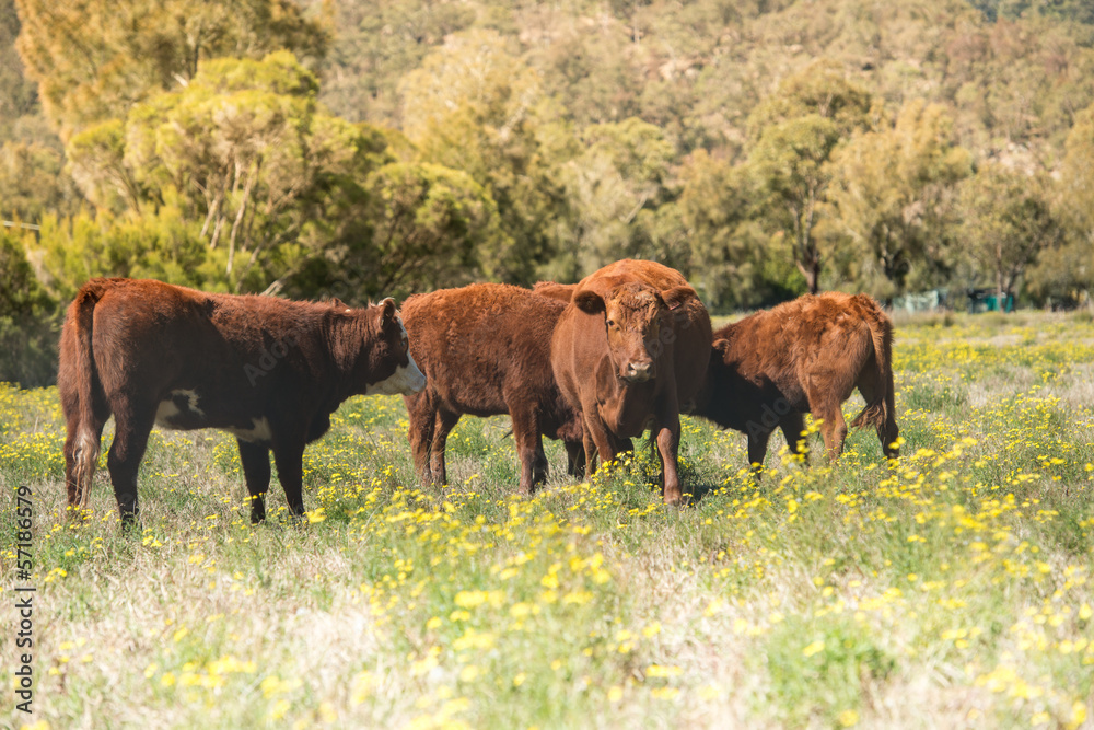 Cows in field.
