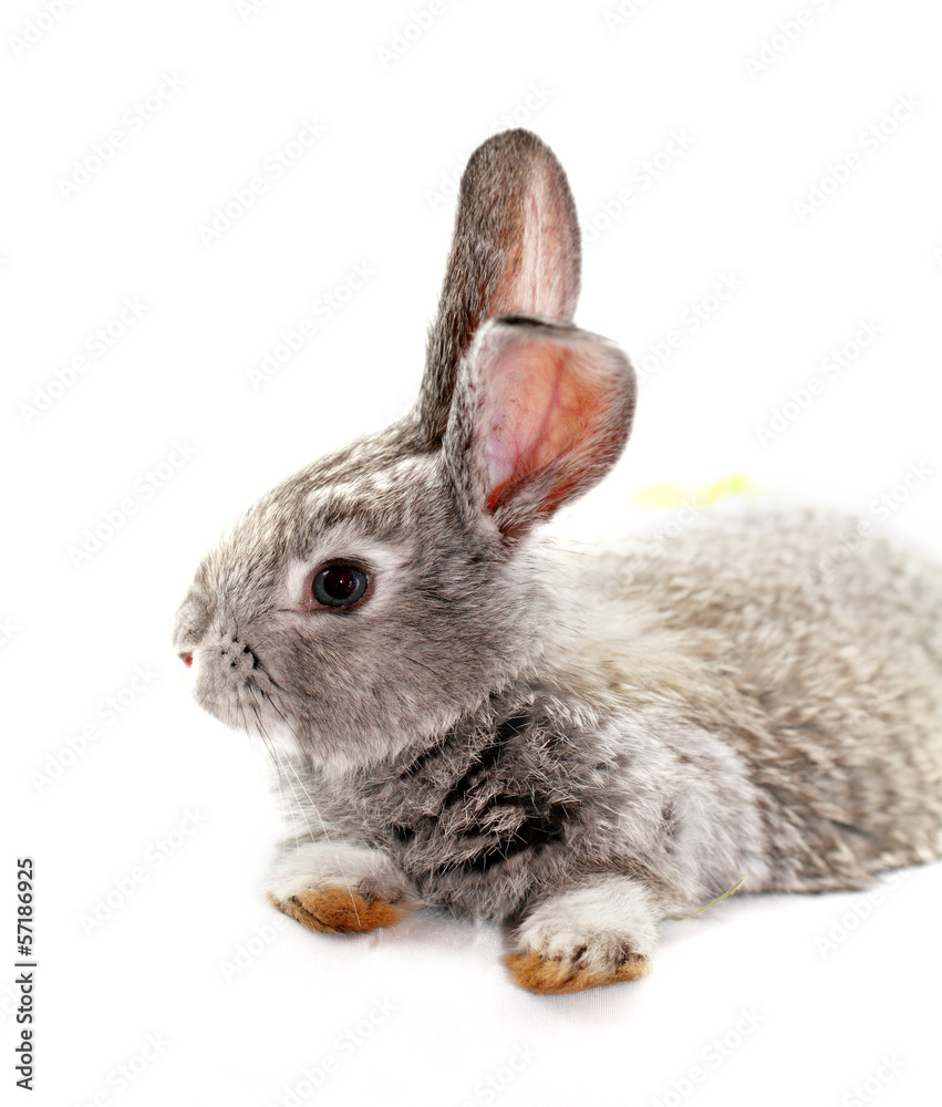 Obraz premium Gray rabbit