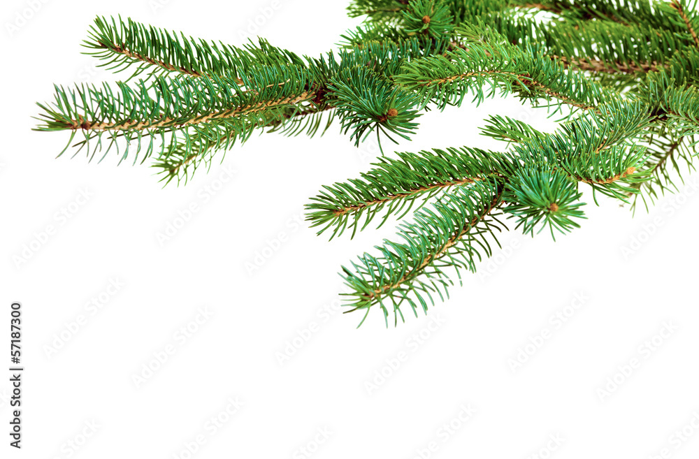 Branch of Christmas tree