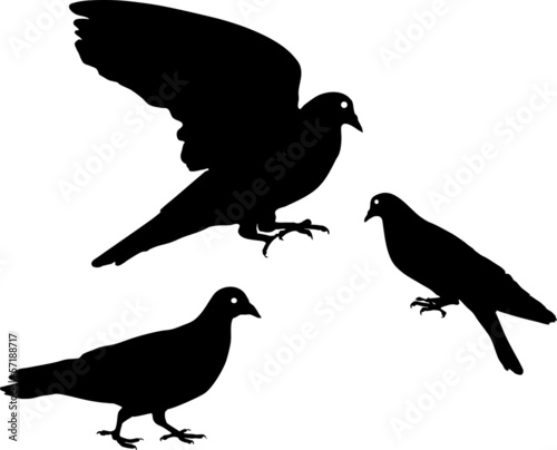 Silhouette of pigeon