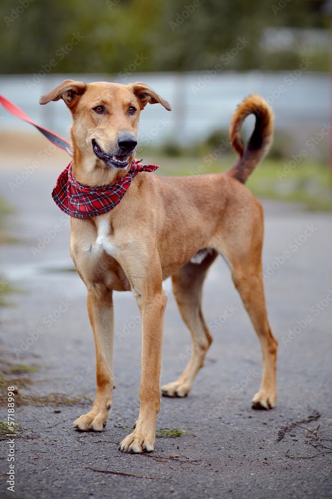The red not purebred dog costs on the road. The red not purebred dog costs on the road.