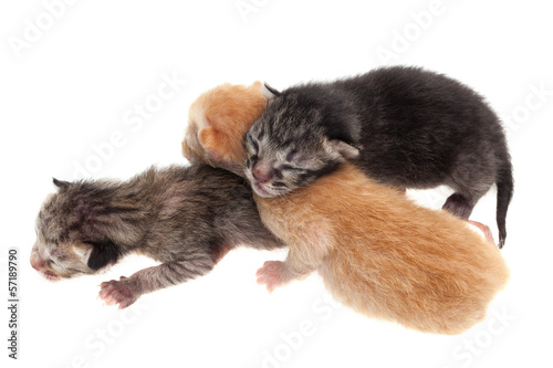 Baby cats isolated on white background