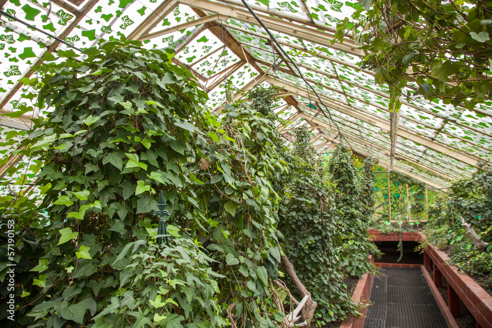 Hothouse in a botanical garden Hothouse in a botanical garden